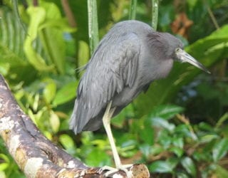 reiger in Costa Rica