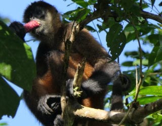 tijgerapen in Costa Rica