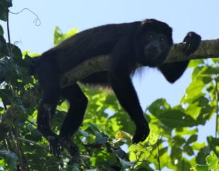 tijgerapen in Costa Rica