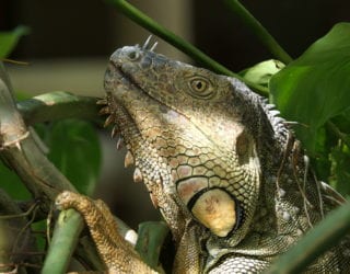 leguanen in Costa Rica