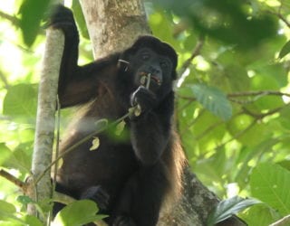 tijgerapen in Costa Rica