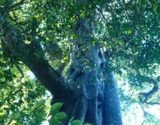 Rincón de la Vieja National Park