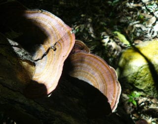 Rincón de la Vieja National Park bezoeken met kinderen