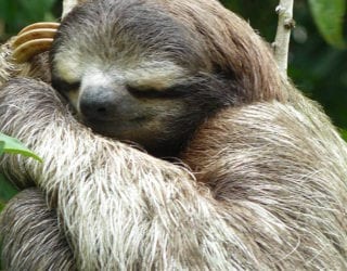 luiaards in  Manuel Antonio National Park