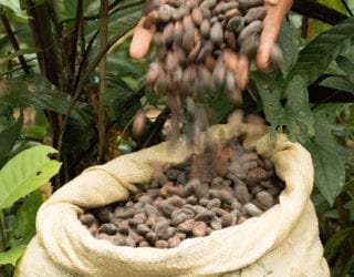 TirimbinaChocolateCacaoSeeds