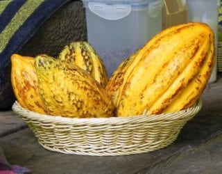 TirimbinaLodgeCacao