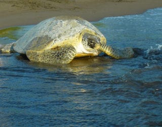 reuzeschildpadden in Tortuguero