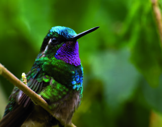 kolibrie Manuel Antonio National Park