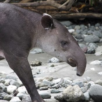 Tapir in Costa Rica