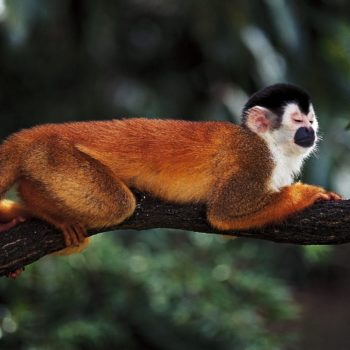 aapjes in de natuur in Costa Rica