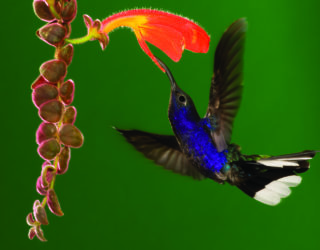 Violetsabrewinghummingbird