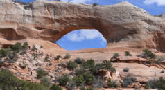 Arches in Arches National Park