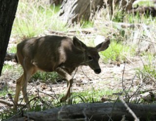 Zion National park dieren