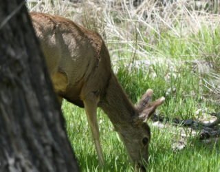 Zion National park dieren