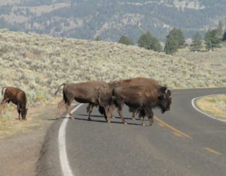 Bizons in Yellowstone Lake