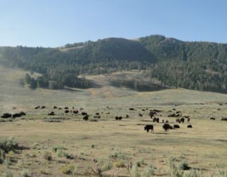 Bizons in Yellowstone Lake