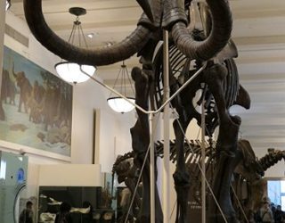 Natural Museum of History met kinderen