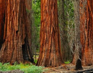 Yosemite National Park met kinderen