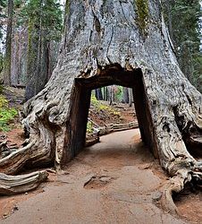 Yosemite National Park met kinderen