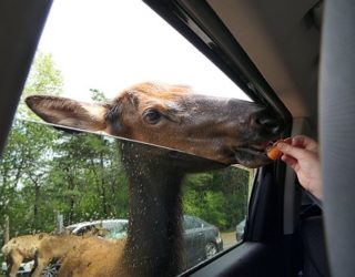 Safaripark Canada: hert