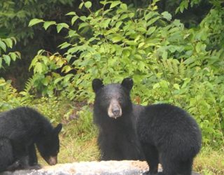 Wilde beren spotten in Duchesnay