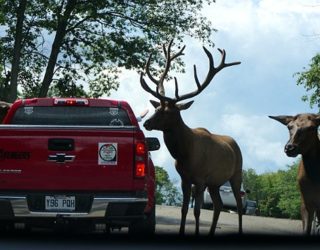 Alle dieren van Canada op 1 dag