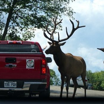 Alle dieren van Canada op 1 dag