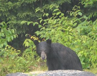 Wilde beren spotten in Duchesnay