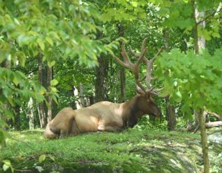 Safaripark Canada: hert