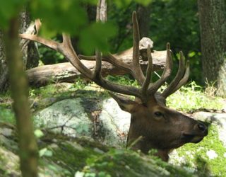 Safaripark Canada: hert