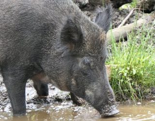 Safaripark Canada: everzwijn