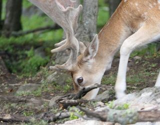 Safaripark Canada: hert