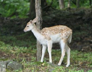 Safaripark Canada: bambi