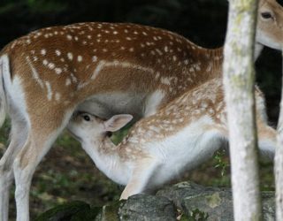 Safaripark Canada: bambi