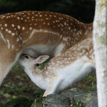 Safaripark Canada: bambi