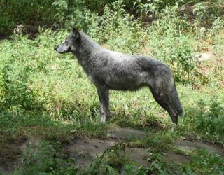 Safaripark Canada: wolf