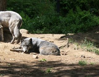 Safaripark Canada: wolf