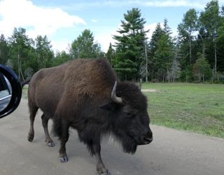 Safaripark Canada: bizon
