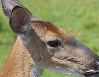 Safaripark Canada: hert