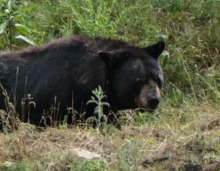 Safaripark Canada: beer