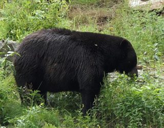 Safaripark Canada: beer