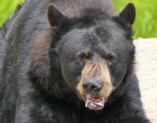 Safaripark Canada: beer