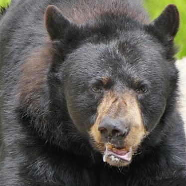 Safaripark Canada: beer