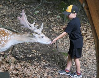 Safaripark Canada: hert