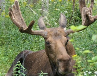 Tadoussac Canada: wilde dieren