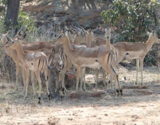 op safari in een wildreservaat