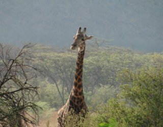 de big 5: giraffen