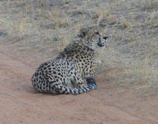 op safari in een wildreservaat