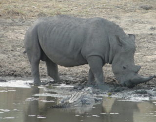 de big 5: neushoorn