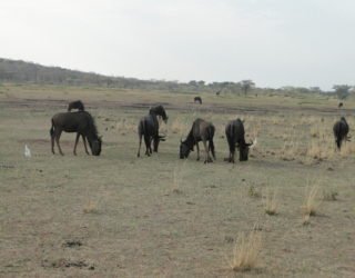 op safari in een wildreservaat